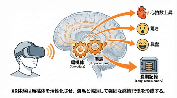 扁桃体と海馬の協調による感情記憶の形成